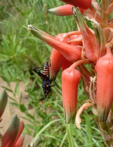 Aloe cooperi flowers and heavy guest